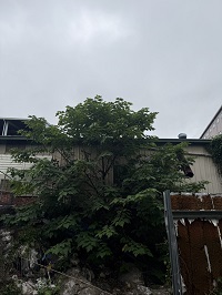 台中市豐原區除草